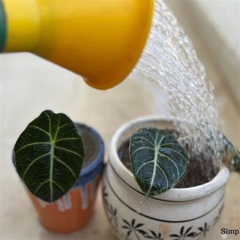 watering alocasia